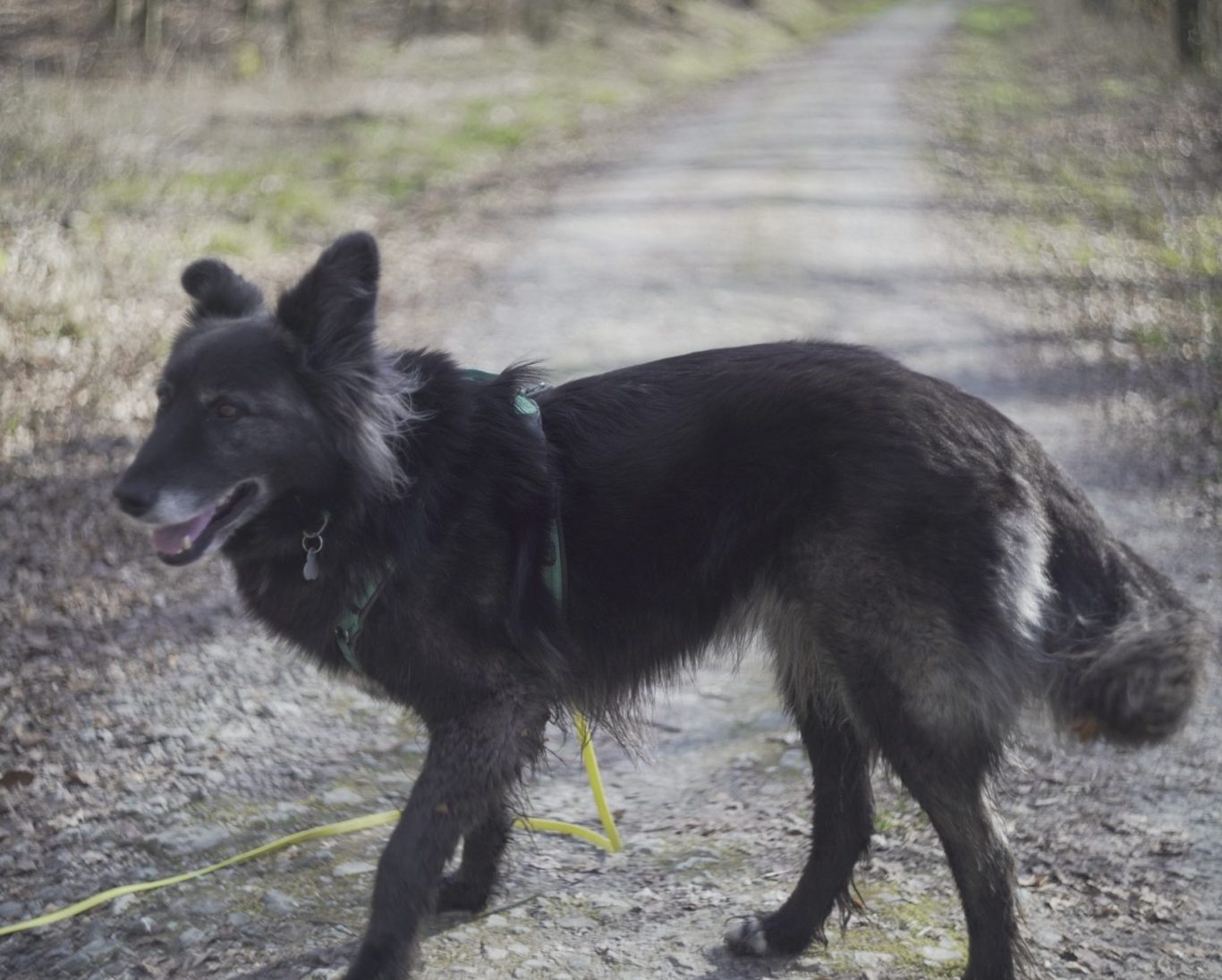 Unser Toller Hund Mila